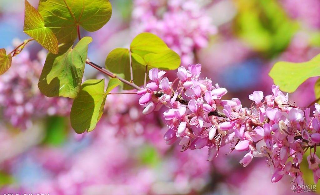 گلچینی از زیباترین و خاص ترین عکس های گل ارغوان گلچینی از زیباترین و خاص ترین عکس های گل ارغوان
