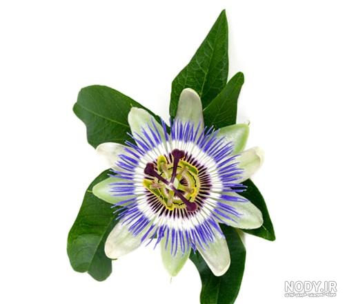 گل‌ ساعتی | روستاگل