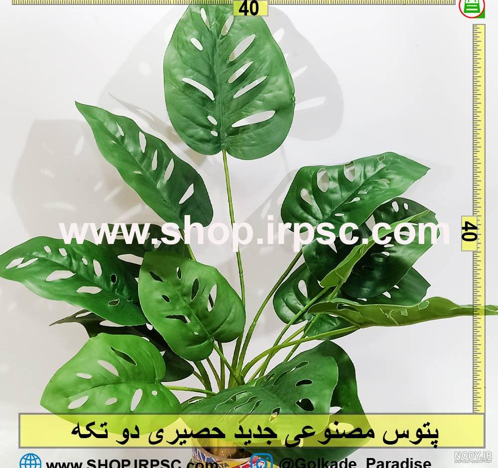گنجینه گیاهان انگور : پتوس حصیری چه نوع گیاهی هست + نگهداری