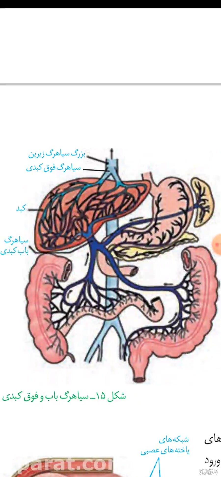 گوارش-زیست دهم-نکات و درسنامه-کوثر پنجی