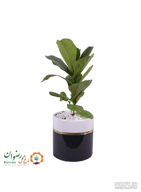 گیاه فیکوس لیراتا یا آفریقایی (تولید کننده و پرورش دهنده) - گلخانه مقنی