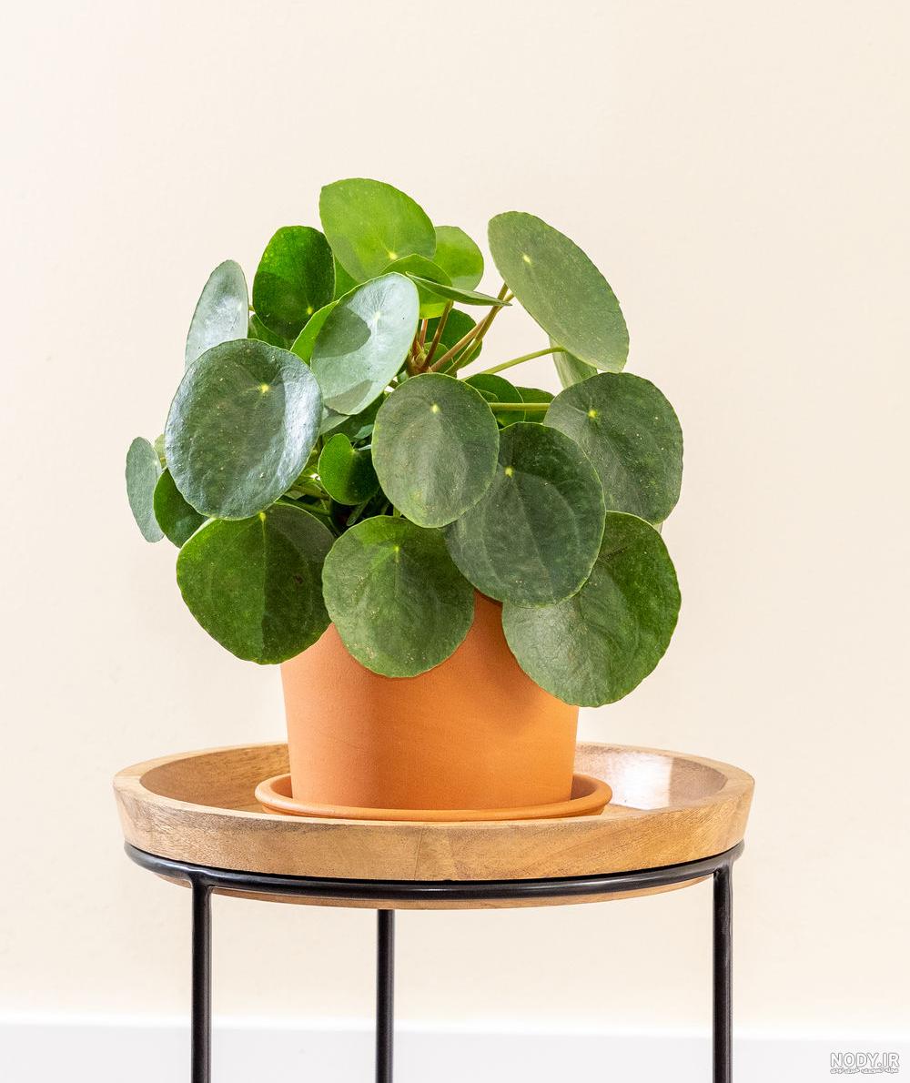 گیاه پول چینی (Pilea peperomioides) | مجله باغبانی خانگی گیلدا