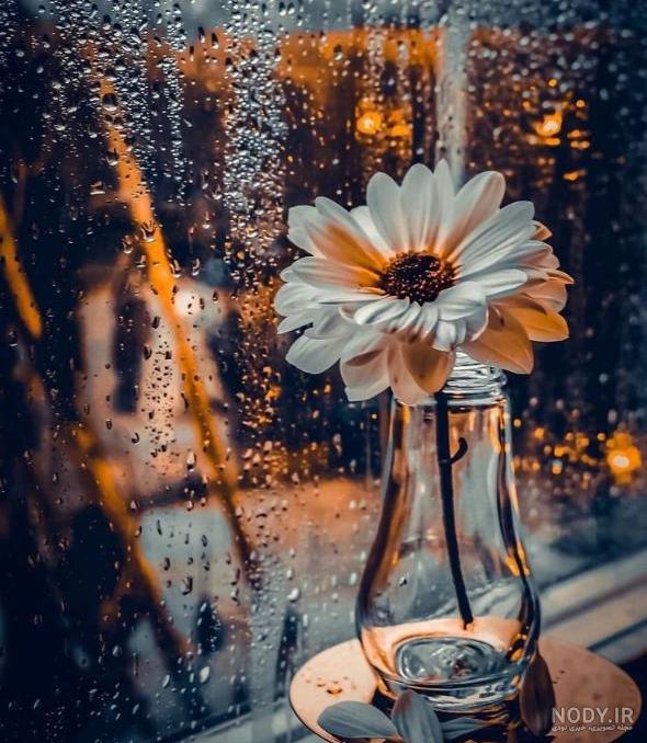 ۲۳ عکس گل برای پروفایل واتساپ، اینستا و تلگرام - ستاره ۲۳ عکس گل برای پروفایل واتساپ، اینستا و تلگرام - ستاره
