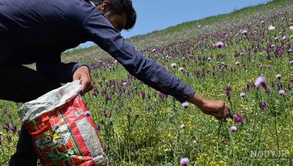 ۶ هزار کیلوگرم گل گاوزبان خشک از مزارع نهاوند برداشت می‌شود
