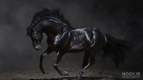 عکس اسب سیاه عرب
