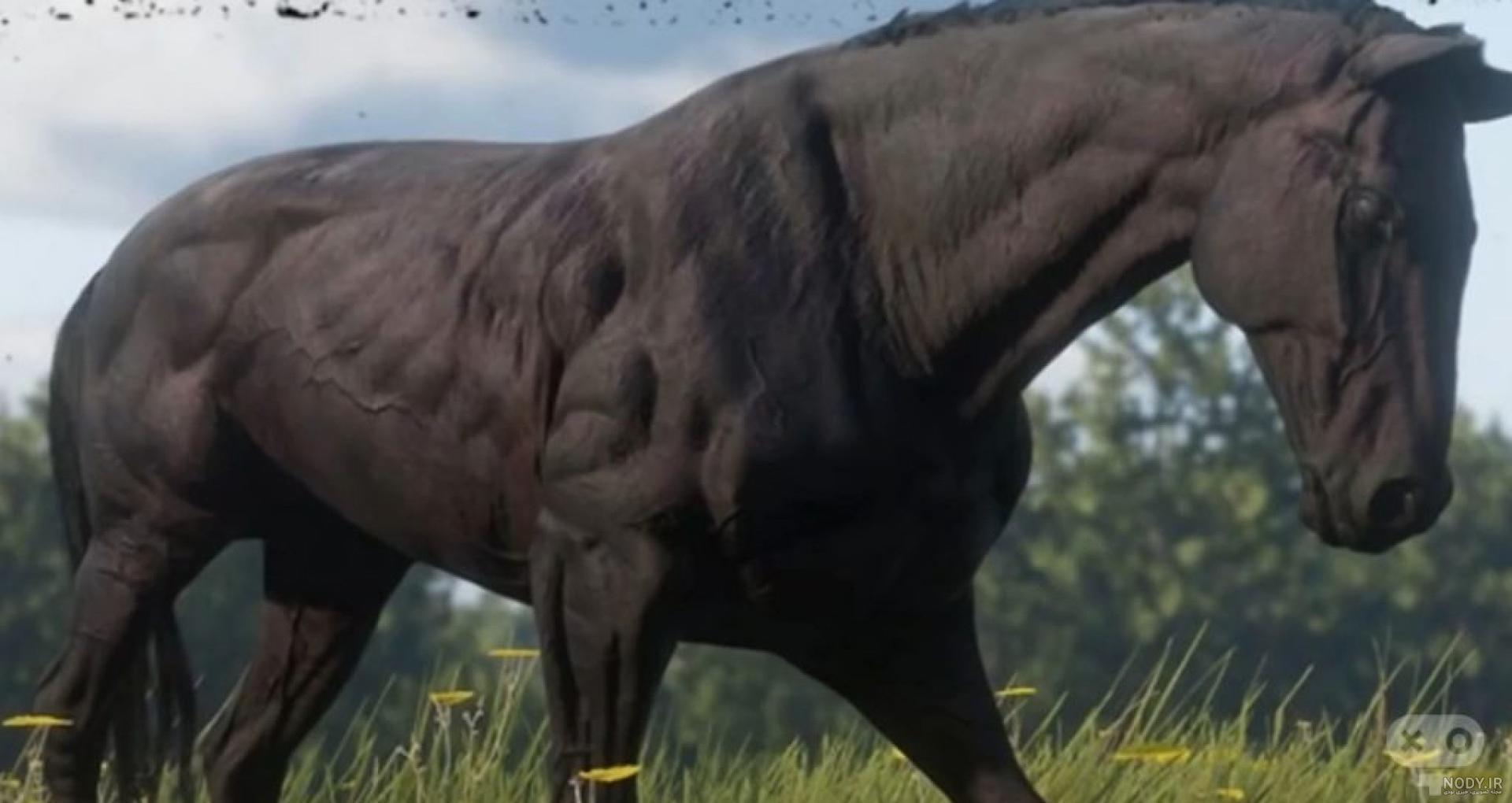  عکس اسب سیاه عرب