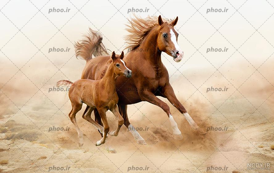 3 تفاوت در تصویر اسب و کره اسب هست، در کمتر از 10 ثانیه پیداش کنید! 3 تفاوت در تصویر اسب و کره اسب هست، در کمتر از 10 ثانیه پیداش کنید!