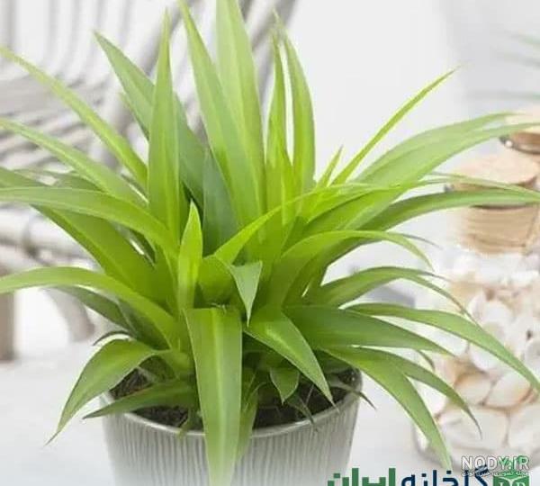 200 عکس انواع گل آپارتمانی 🌳 با اسم و مشخصات گیاهان VIP 200 عکس انواع گل آپارتمانی 🌳 با اسم و مشخصات گیاهان VIP