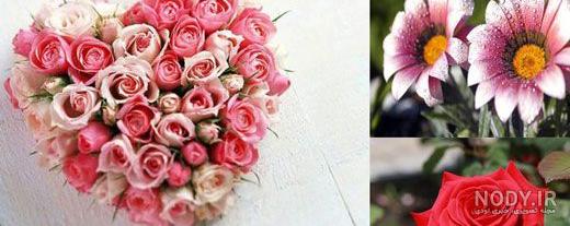 85 عکس گل رز با رنگ های زیبا و خاص