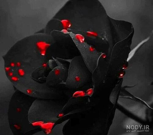 130 عکس گل🌺دانلود مجموعه عکس گل زیبا جدید با کیفیت بالا 130 عکس گل🌺دانلود مجموعه عکس گل زیبا جدید با کیفیت بالا