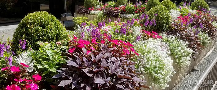 37 نوع از گلهای باغچه ای بهاری و تابستانی زیبا | گل🌺 | کاردستون 37 نوع از گلهای باغچه ای بهاری و تابستانی زیبا | گل🌺 | کاردستون