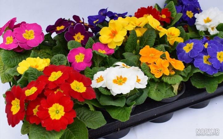 37 نوع از گلهای باغچه ای بهاری و تابستانی زیبا | گل🌺 | کاردستون 37 نوع از گلهای باغچه ای بهاری و تابستانی زیبا | گل🌺 | کاردستون
