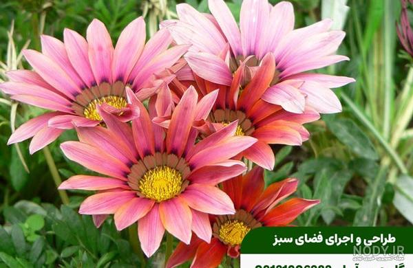 12 گل برای عید نوروز با حال و هوای بهاری چیست؟ - معرفی انواع گل و گیاهان بهاری 12 گل برای عید نوروز با حال و هوای بهاری چیست؟ - معرفی انواع گل و گیاهان بهاری