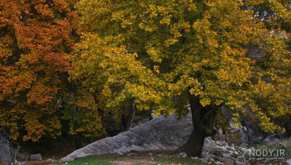 آریزونای ایران، تنگه شیرز کوهدشت – بوم نشین آریزونای ایران، تنگه شیرز کوهدشت – بوم نشین