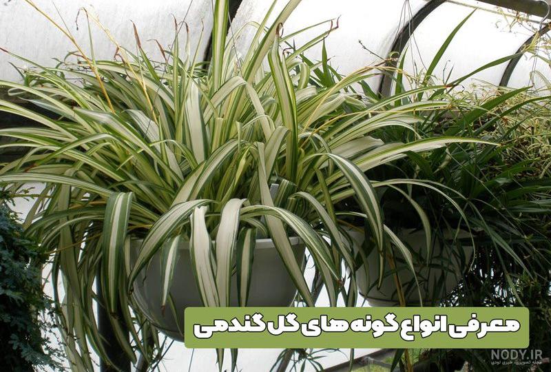 آشنایی با 8 تا از زیباترین انواع گل گندمی (گل عنکبوتی ) + عکس | گل من و تو آشنایی با 8 تا از زیباترین انواع گل گندمی (گل عنکبوتی ) + عکس | گل من و تو