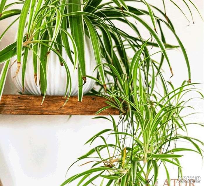 آفت و بیماری‌های گل گندمی - میهن کاکتوس
