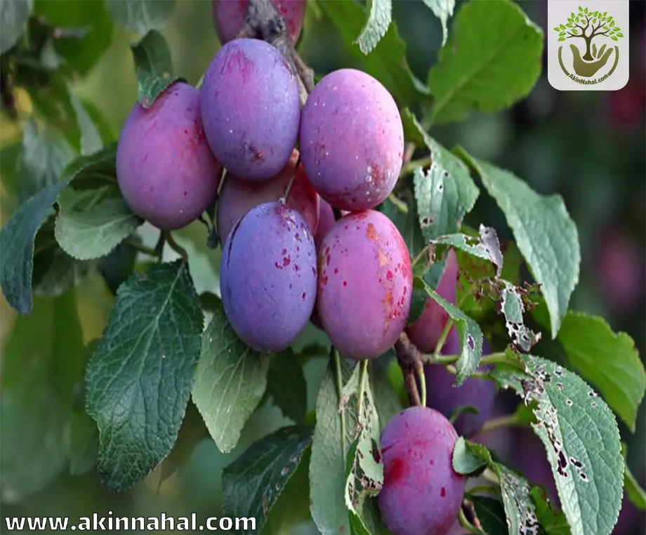 آلو سیاه برای مقابله با پوکی استخوان آلو سیاه برای مقابله با پوکی استخوان