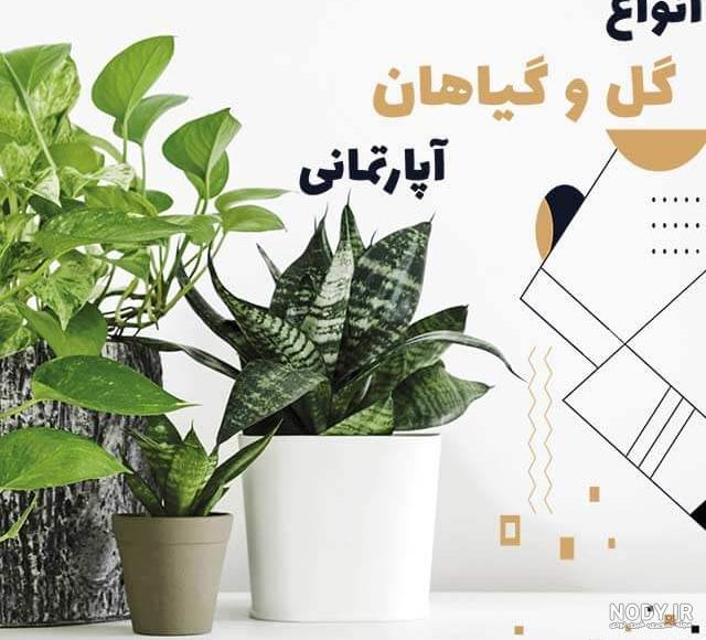 آموزش کاشت و تکثیر گیاه خوشبوی عطر چای