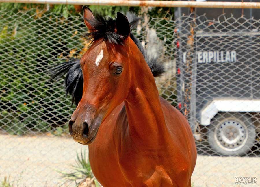 اسب سیاه (@salatin.horse) • Instagram photos and videos اسب سیاه (@salatin.horse) • Instagram photos and videos