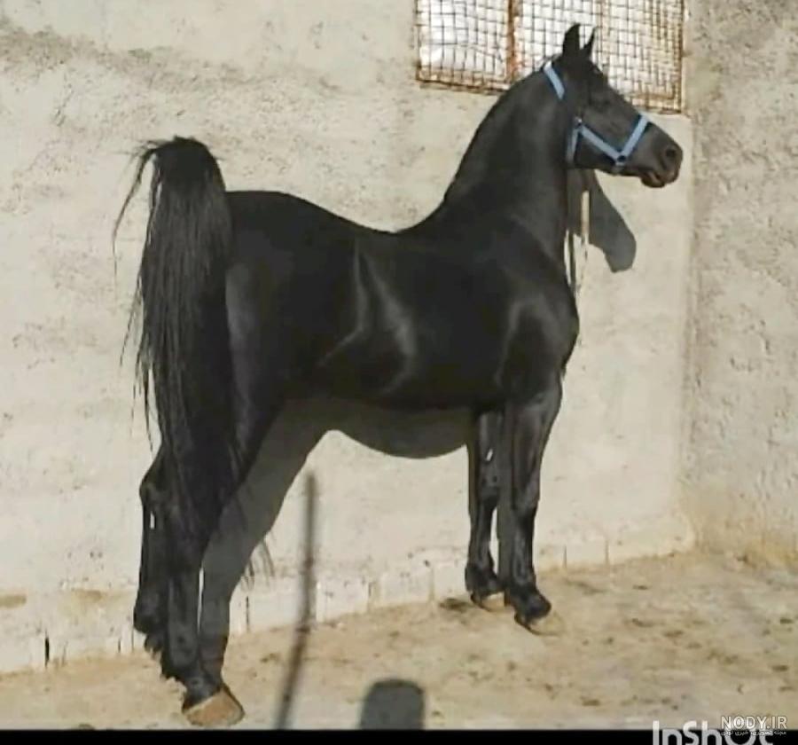 اسب عرب :: خرید فروش قیمت اسب و لوازم سوارکاری 09124608266 اسب عرب :: خرید فروش قیمت اسب و لوازم سوارکاری 09124608266