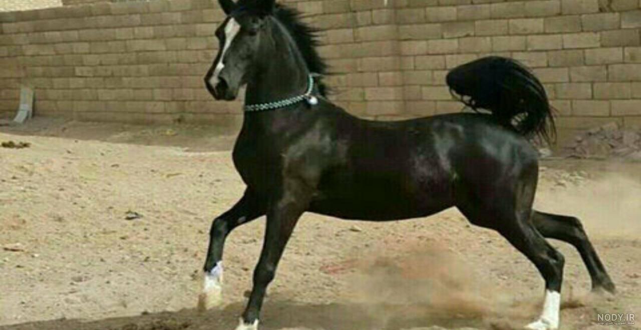 اسب قهوه اي اسب قهوه اي