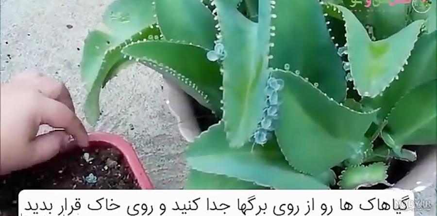 اشک تمساح | نکاتی برای تکثیر و پرورش گیاه “اشک تمساح”