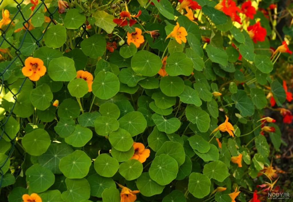 اصول کاشت و نگهداری گل لادن | بازار بین المللی گل و گیاه سپاهان + فروشگاه  اینترنتی ارگ گل