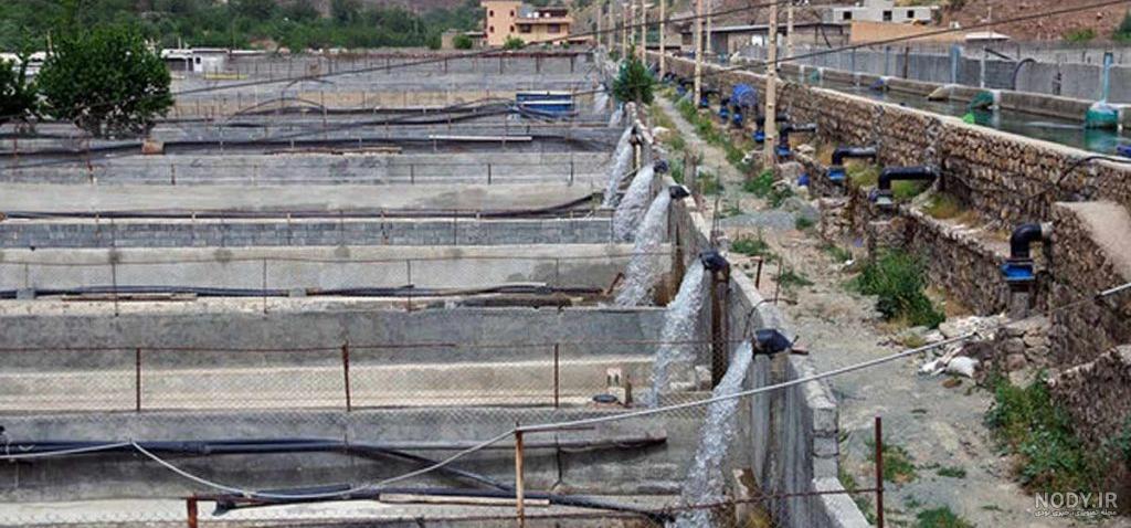 ایسنا - طبیعت پالنگان - کردستان