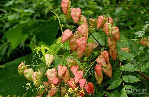 بذر درخت باران طلایی (Koelreuteria bipinnata)