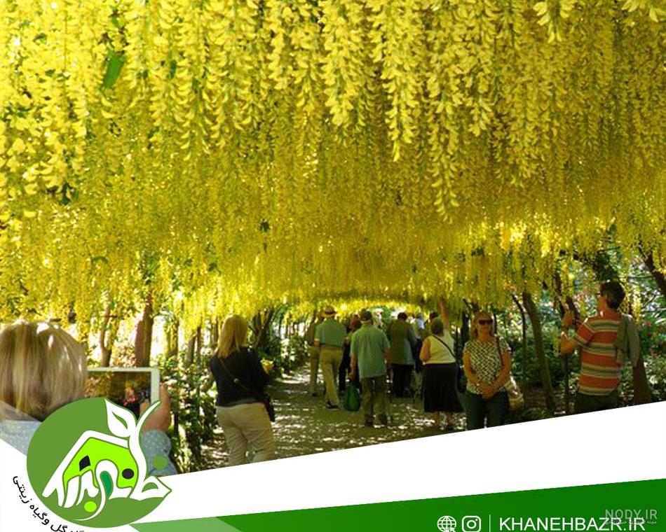 بذر درخت باران طلایی بسته 5 عددی Golden Rain Tree Koelreuteria paniculata  Seeds – South Seed Bank بانک بذر جنوب