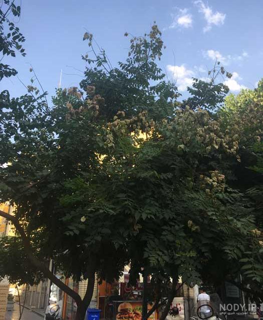 بذر درخت باران طلایی - پالیز کشت