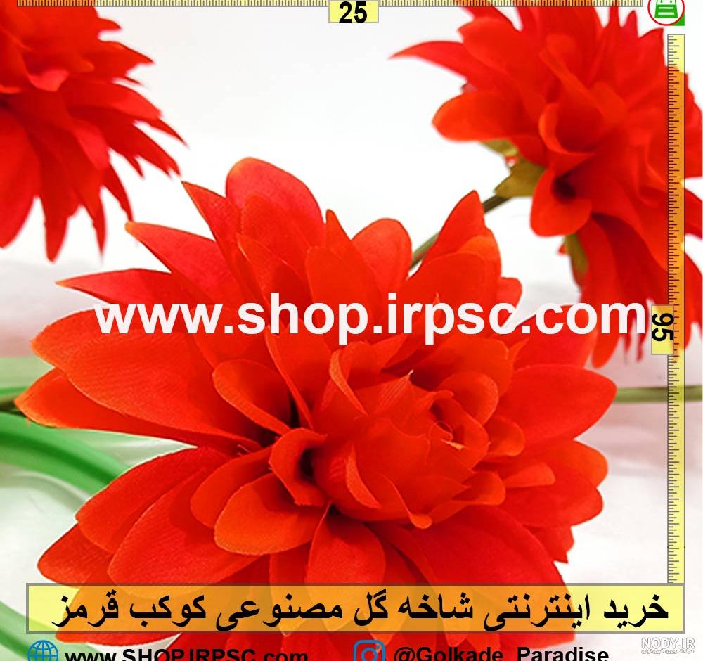 بذر گل آهار کوکب قرمز بزرگ