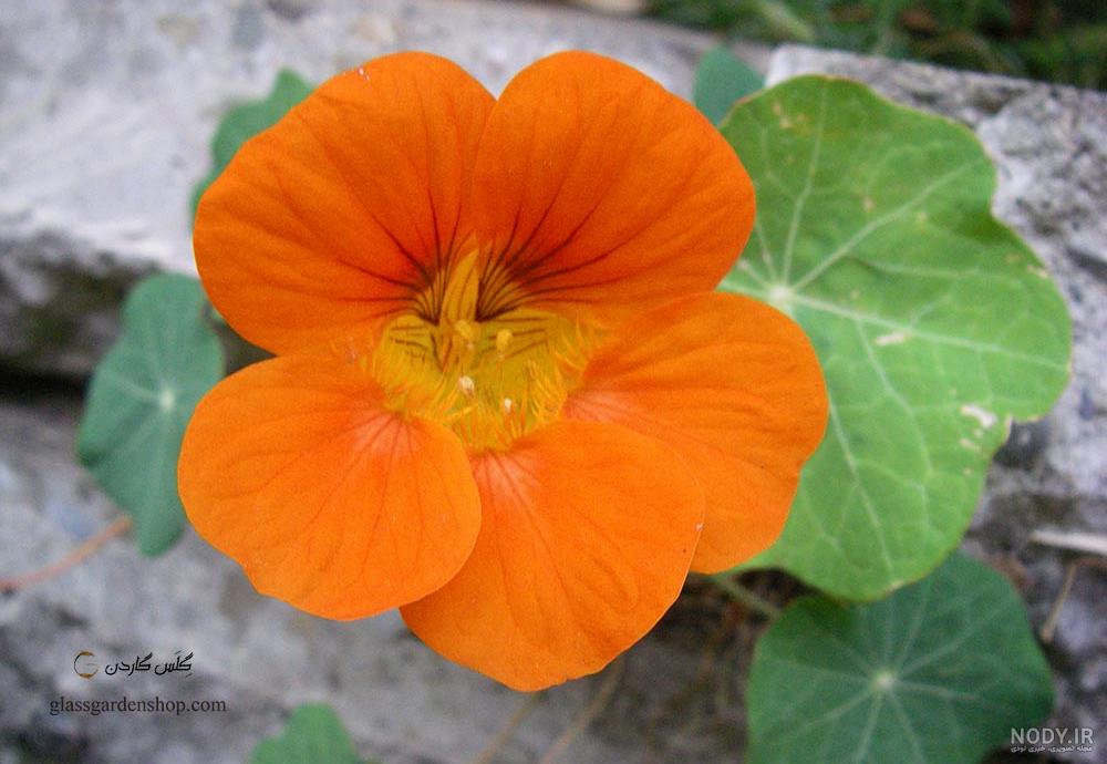 بذر گل لادن قهوه ای روشن