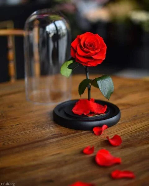 تصاویر تمام انواع گل رز ( all types of rose picture ) - بوستان تصاویر تمام انواع گل رز ( all types of rose picture ) - بوستان