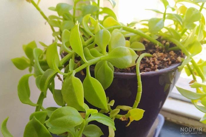 تصاویری جالب از گل های یخی + عکس