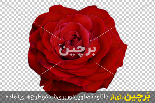 جدیدترین عکس دسته گل رز قرمز برای پروفایل 2022 زیبا + تصاویر جدیدترین عکس دسته گل رز قرمز برای پروفایل 2022 زیبا + تصاویر