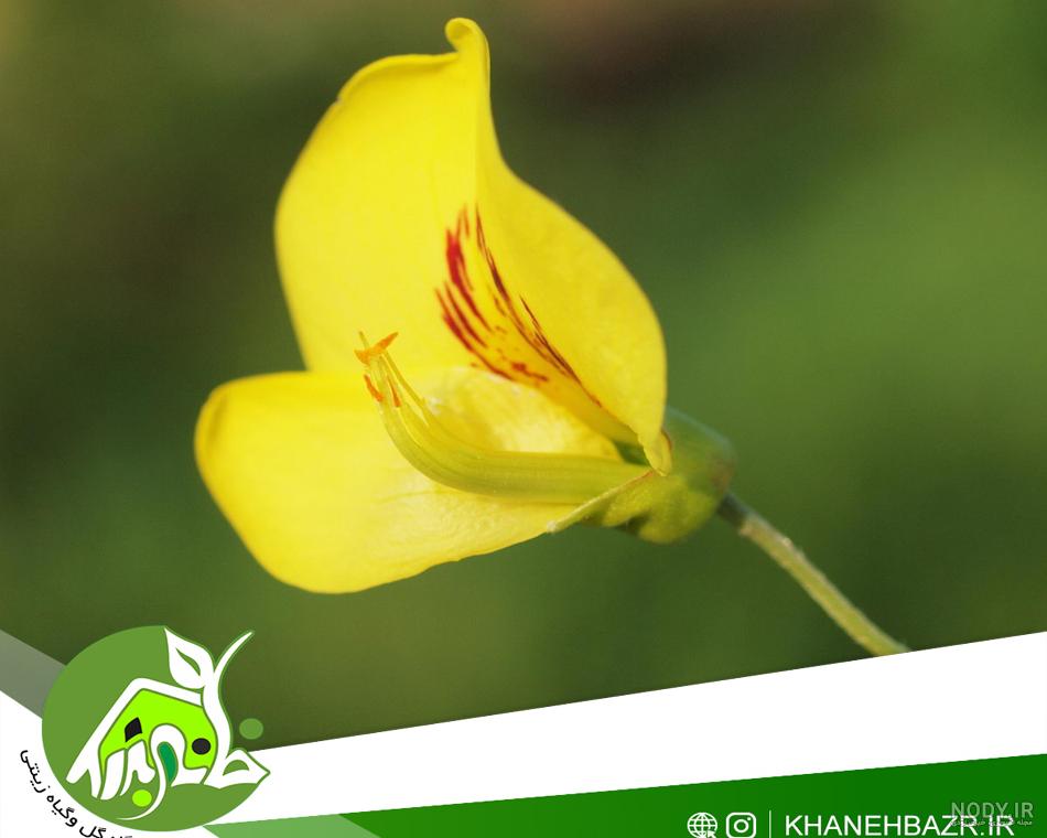 خرید بذر درخت باران طلایی - بذرشاپ