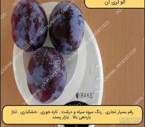 خرید و قیمت الو قجری الو سیاه همدان 250 گرمی | ترب خرید و قیمت الو قجری الو سیاه همدان 250 گرمی | ترب