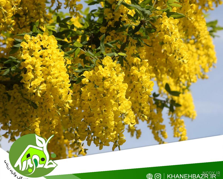 خرید و قیمت بذر درخت باران طلایی | ترب