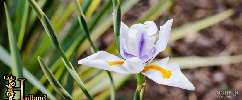 خرید و قیمت تابلو نقاشی گلهای زنبق از غرفه طرح گل