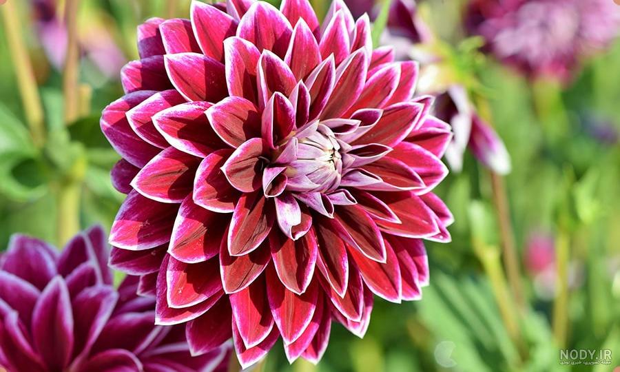 خرید و قیمت پیاز گل کوکب از غرفه گل و گیاه چهار فصل