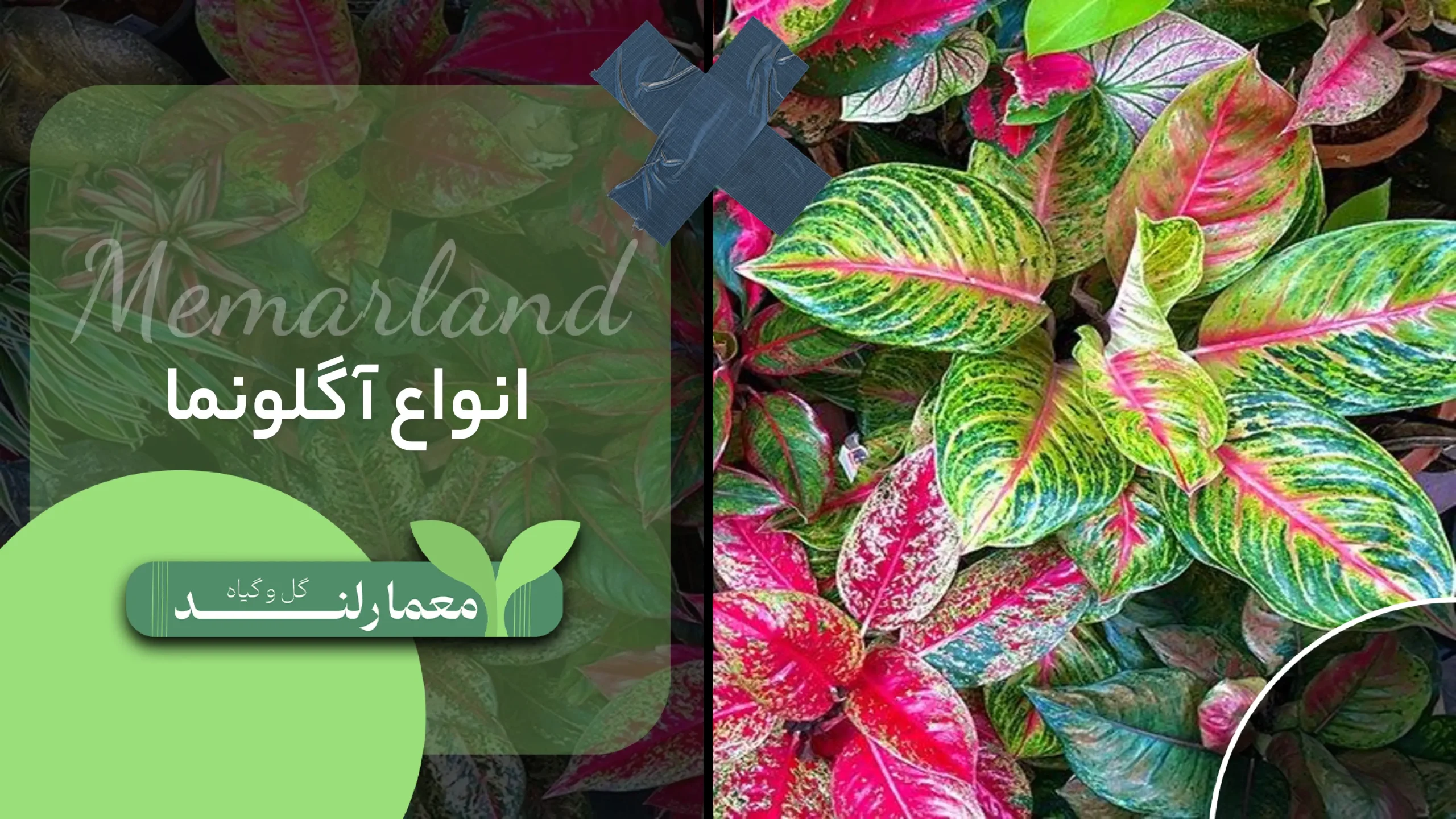 خرید و قیمت گل آگلونما با گلدان شیک بتنی + ارسال سریع - VIP خرید و قیمت گل آگلونما با گلدان شیک بتنی + ارسال سریع - VIP