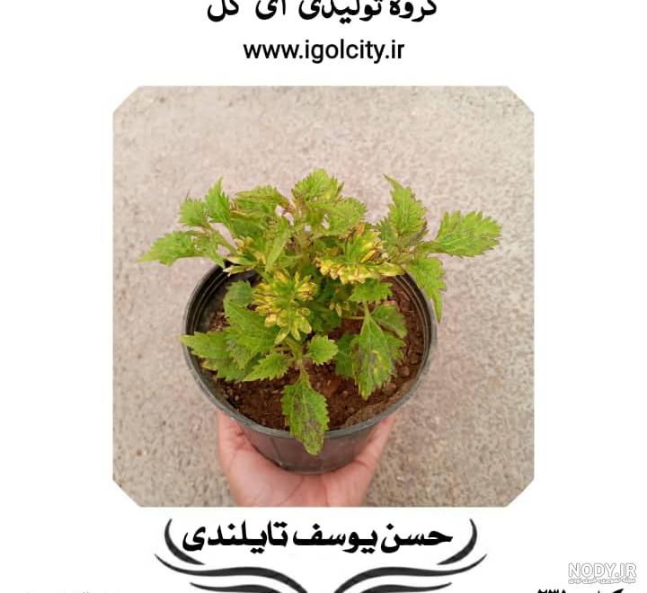 خرید و قیمت گل حسن یوسف از غرفه گل مروا