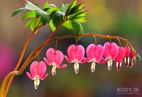 خرید و قیمت گل همیشه بهار گیاه گلدار باغچه ای یکی از انواع گل‌های فصلی از  غرفه طرح گل