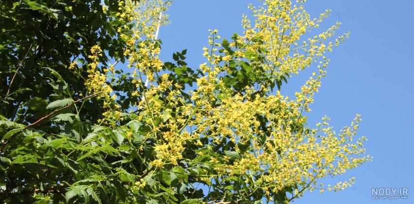 خرید پستی بذر درخت باران طلایی - Golden Rain tree seed | فروشگاه بذر مغان