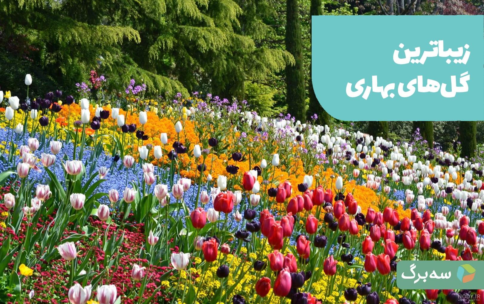 خرید گل رونده باغچه ای؛ معرفی 7 گل پیچکی+ نکات نگهداری خرید گل رونده باغچه ای؛ معرفی 7 گل پیچکی+ نکات نگهداری