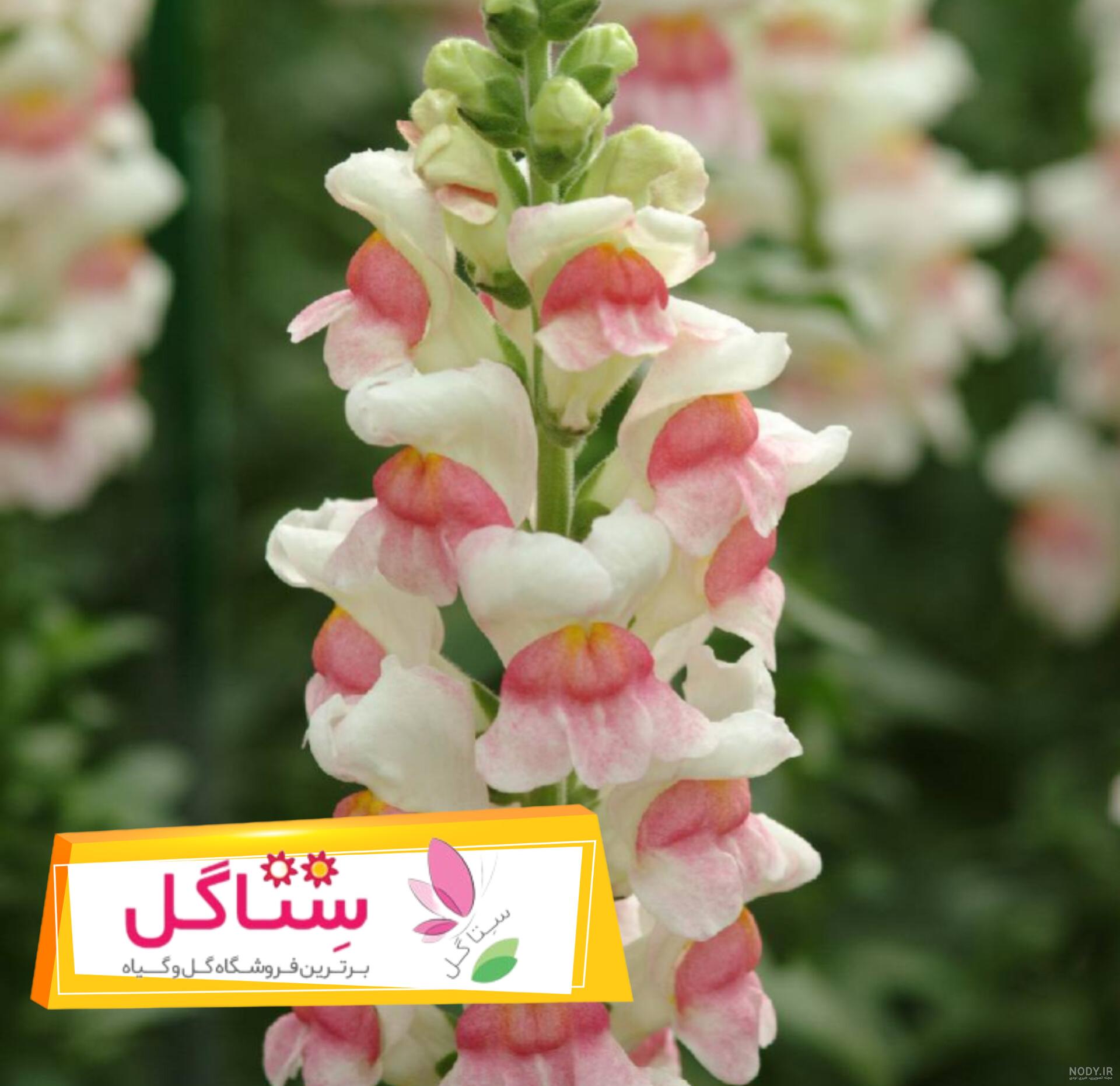خرید گل همیشه بهار با بهترین قیمت در بازار ایران - بازار خرید و فروش انواع بذر گیاه | گل و بذر خرید گل همیشه بهار با بهترین قیمت در بازار ایران - بازار خرید و فروش انواع بذر گیاه | گل و بذر