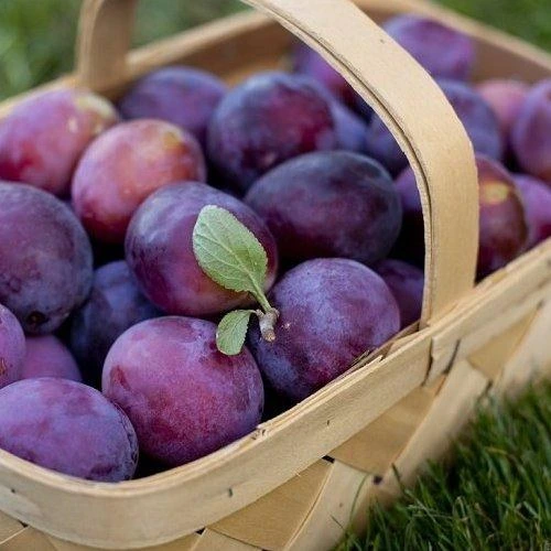 خواص آلو سیاه و مزیت های متفاوت مصرف آن خواص آلو سیاه و مزیت های متفاوت مصرف آن