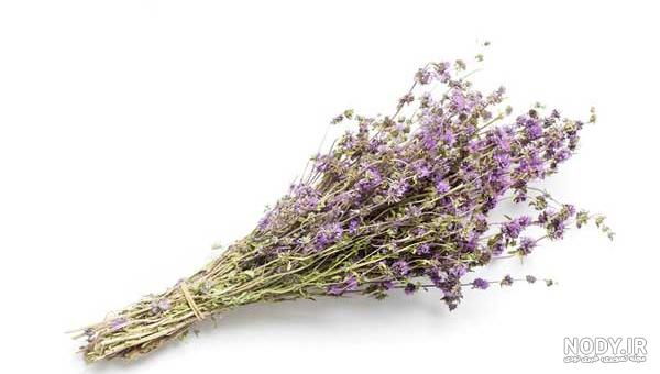خواص و مضرات پونه ، 18 خاصیت پونه برای سلامتی بدن و درمان بیماری ها خواص و مضرات پونه ، 18 خاصیت پونه برای سلامتی بدن و درمان بیماری ها