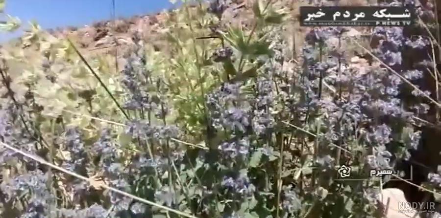 دانلود آهنگ ایرج بسطامی به نام گل پونه های وحشیِ دشتِ امیدم دانلود آهنگ ایرج بسطامی به نام گل پونه های وحشیِ دشتِ امیدم
